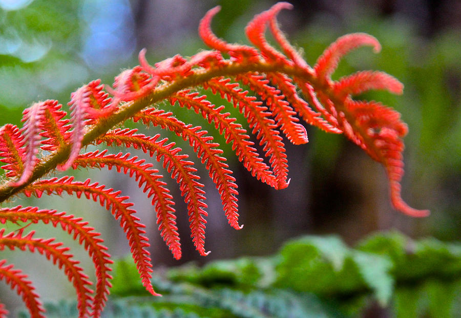 Autumn Fern in Hawaii Photograph by Venetia Featherstone-Witty
