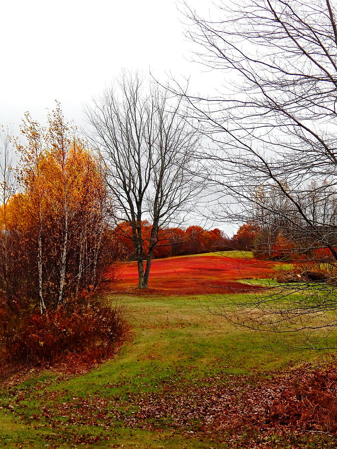 Red Field Autumn Photograph by Priscilla Batzell Expressionist Art Studio Gallery