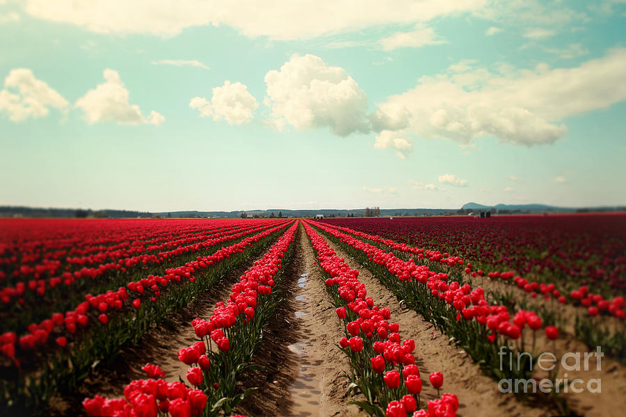 Red Field Of Tulips Photograph by Sylvia Cook