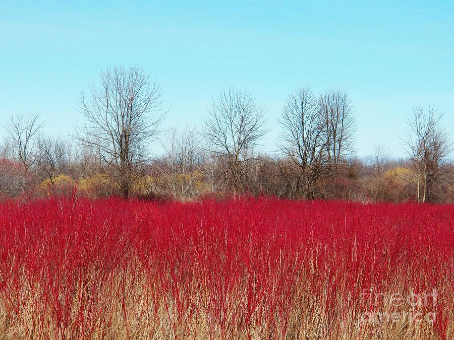 Tree Photograph - Red Fields by Judy Via-Wolff