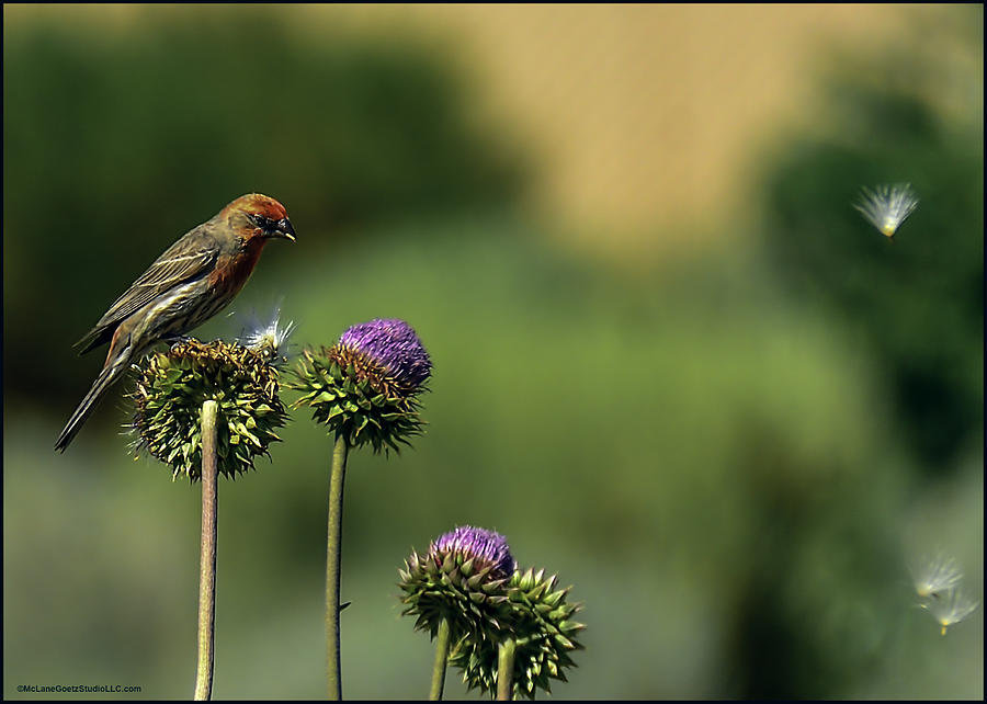 Red Finch and flyaway thistle Photograph by LeeAnn McLaneGoetz McLaneGoetzStudioLLCcom