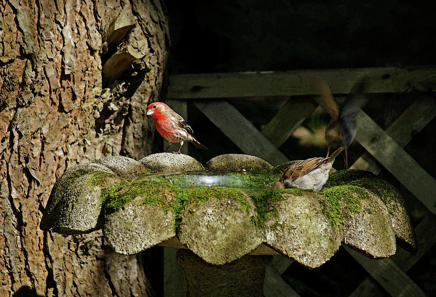 Red Finch at the Bird Bath Photograph by Margie Avellino