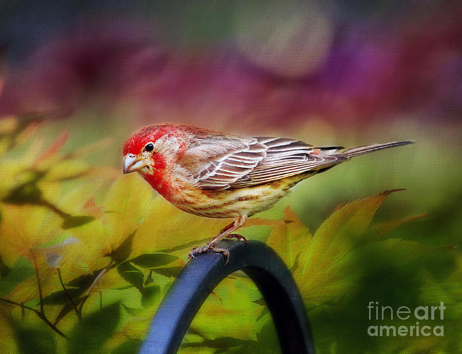 Wildlife Photograph - Red Finch by Darren Fisher