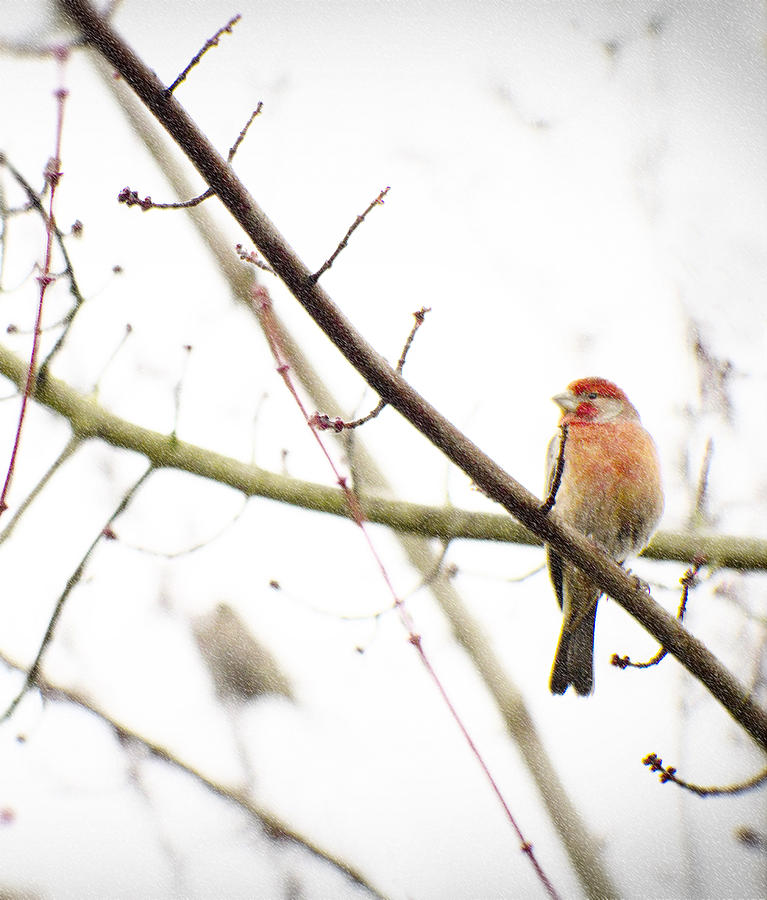 Finch Photograph - Red Finch in Snow by Rebecca Cozart