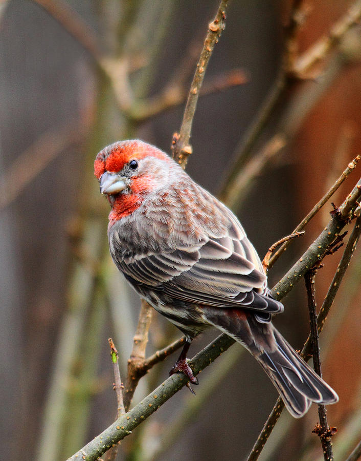 Finch Photograph - Red Finch in Tree 4 by Rebecca Cozart