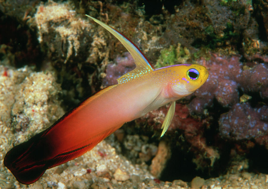 Red Fire Goby Photograph By Matthew Oldfield Science Photo Library