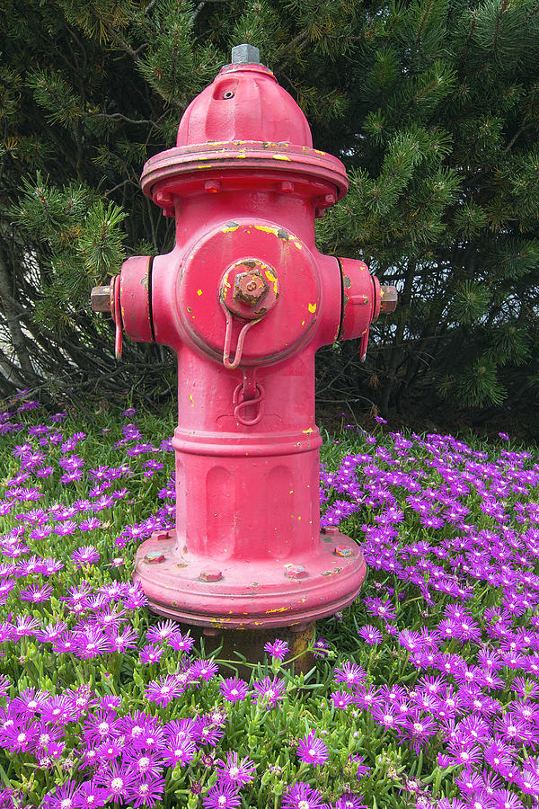 Red Fire Hydrant Photograph