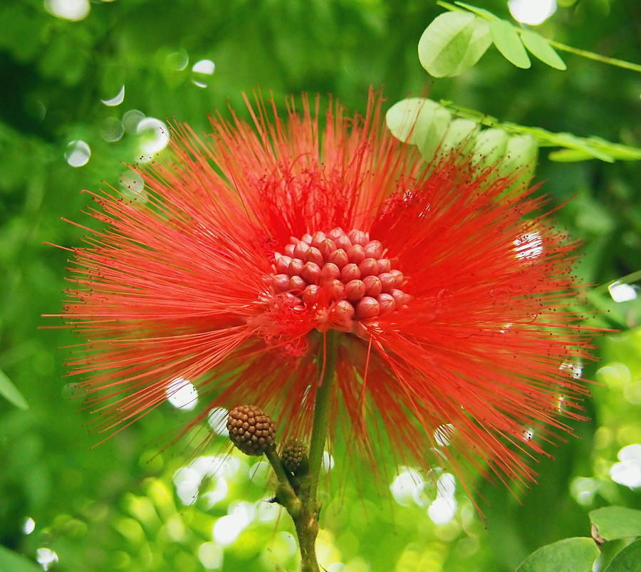 Red Firework Flower Photograph by Amy McDaniel