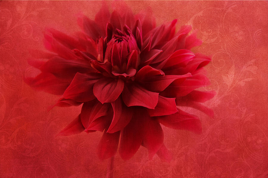 Red Flamenco Photograph by Marina Kojukhova