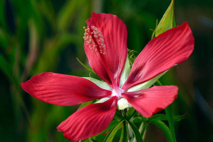 Red Floral on Edisto Island Photograph by Willie Harper