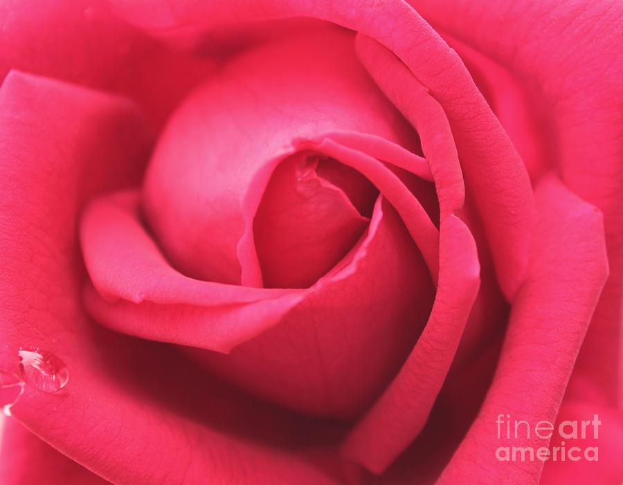 Red Floral Rose Abstract  Photograph by Judy Palkimas