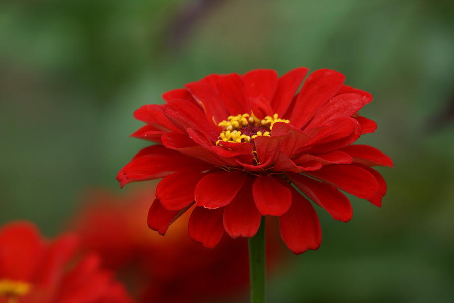 Red Flower Photograph by Alan Hutchins