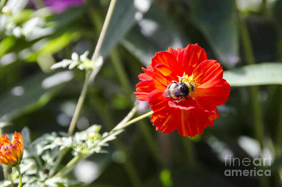 Red Flower and the Bee Photograph by Pravine Chester
