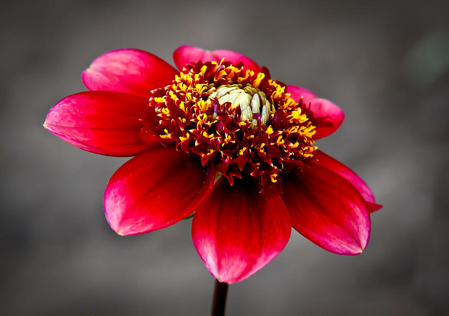 Red Flower Photograph by Athena Mckinzie