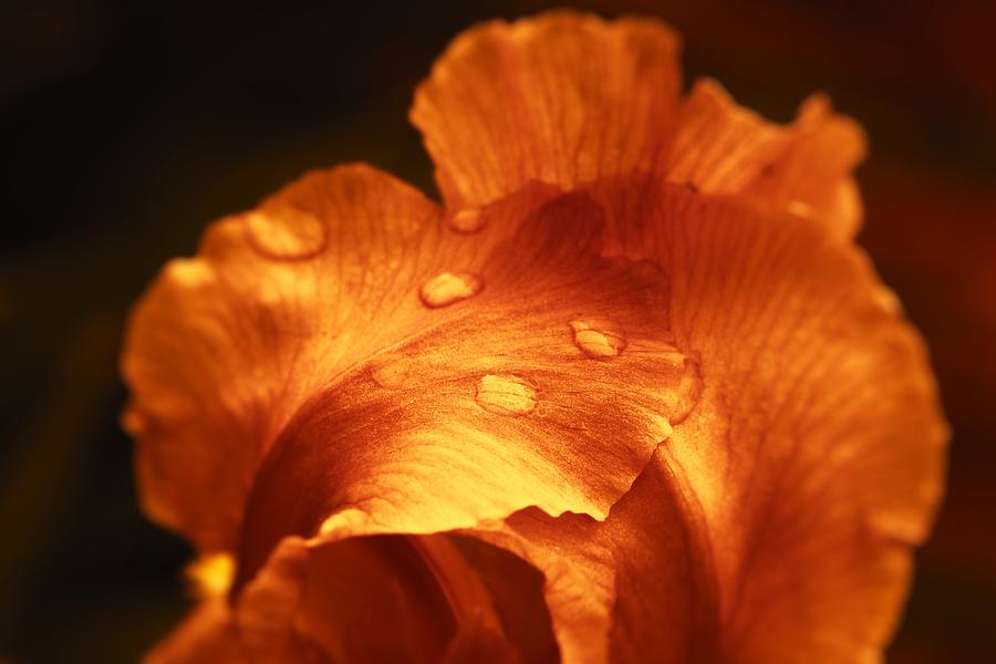 Red Flower Closeup Photograph by Vlad Baciu