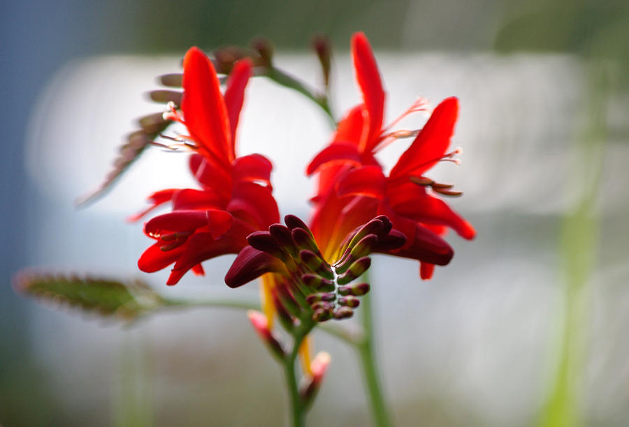 Red Flower Dancers Photograph by Adria Trail