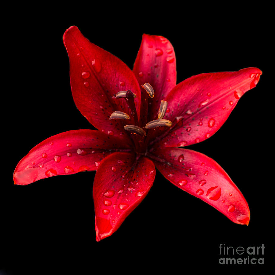 Lily Photograph - Red Flower by Deanna Proffitt