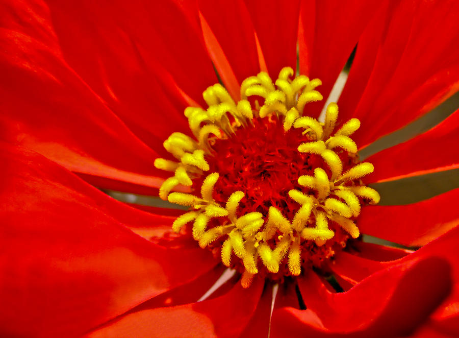 Flower Photograph - Red Flower by Eva Kondzialkiewicz