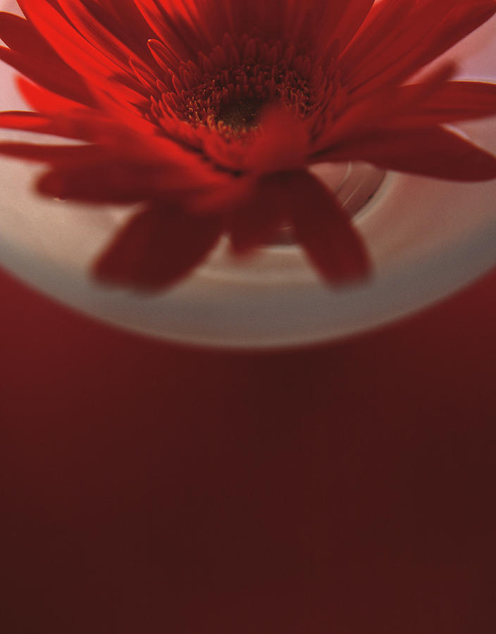 Red Flower In A Vase Photograph by Cristina Pedrazzini/science Photo Library