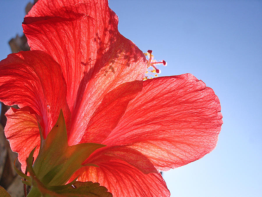 Red Flower in the Sun by Jan Marvin Studios Photograph by Jan Marvin