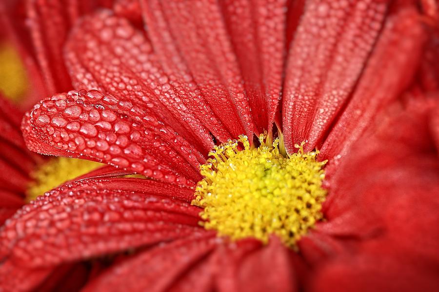 Flower Photograph - Red Flower by Koji Kanemoto