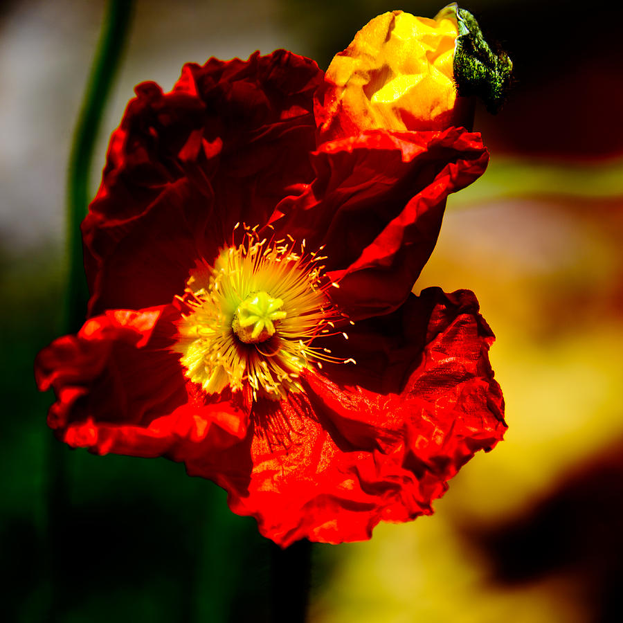 Red Flower Photograph by Louis Dallara
