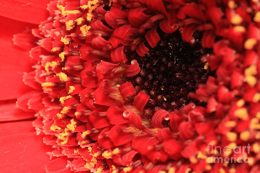 Red Flower Macro Photograph by Amanda Mohler