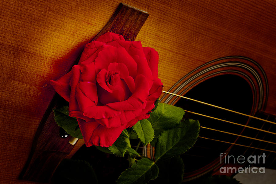 Red Flower Rose Bloom on Guitar in Color 3263.02 Photograph by M K Miller