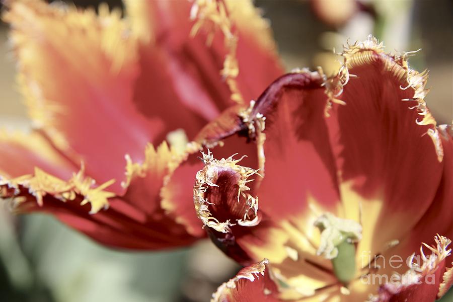 Flower Photograph - Red Flower by Sean Rathbun