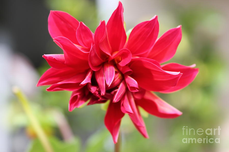 Red Flower Photograph by Vicki Spindler
