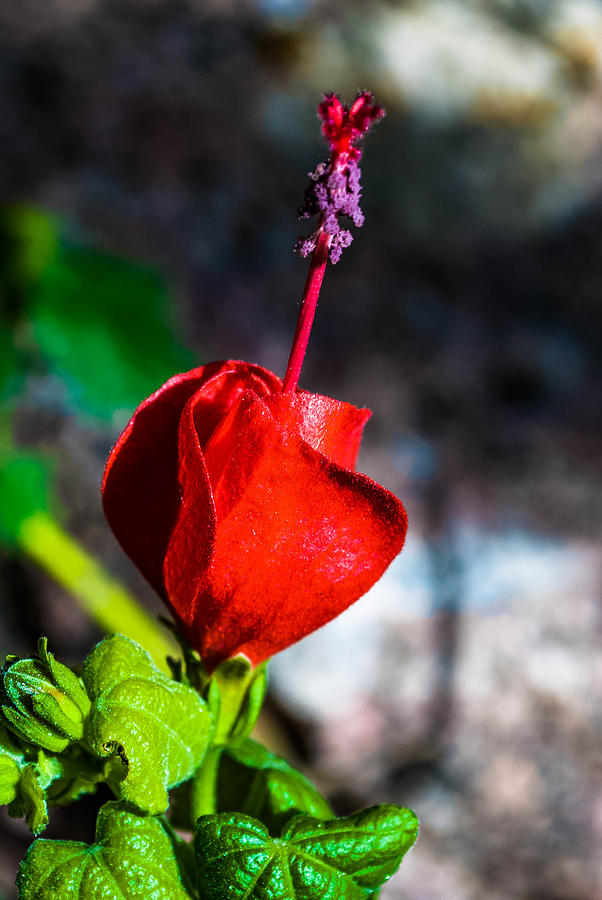 Albuquerque Photograph - Red FLower With Purple Stem by Kelly Mac Neill