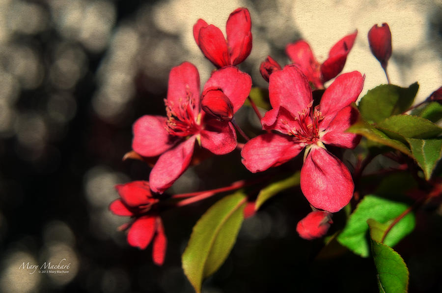 Red Flowering Crabapple Blossoms Photograph by Mary Machare