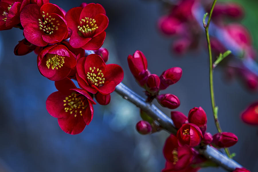 Red Flowering Quince Photograph by Belinda Greb