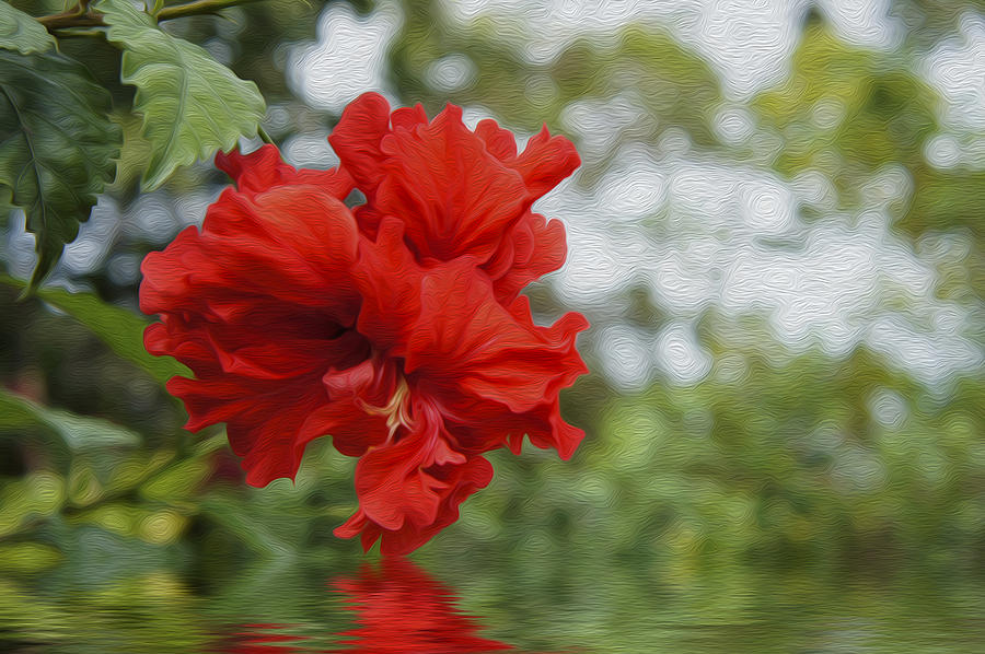 Flower Photograph - Red Flowers by Aged Pixel