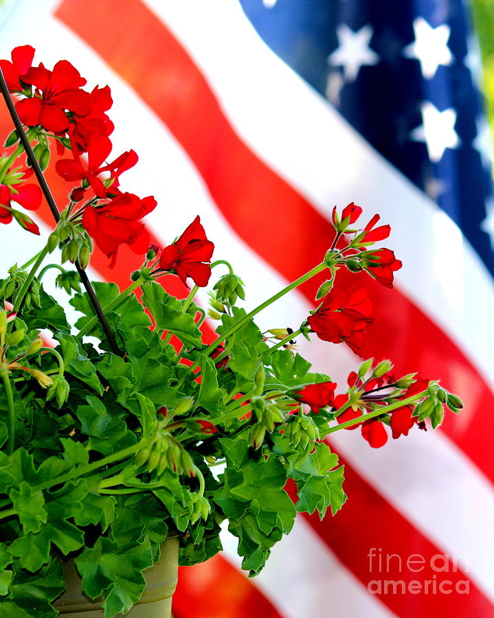 depositum Forvirre Ventilere Red Flowers and American Flag Photograph by Carla Anklam - Fine Art America