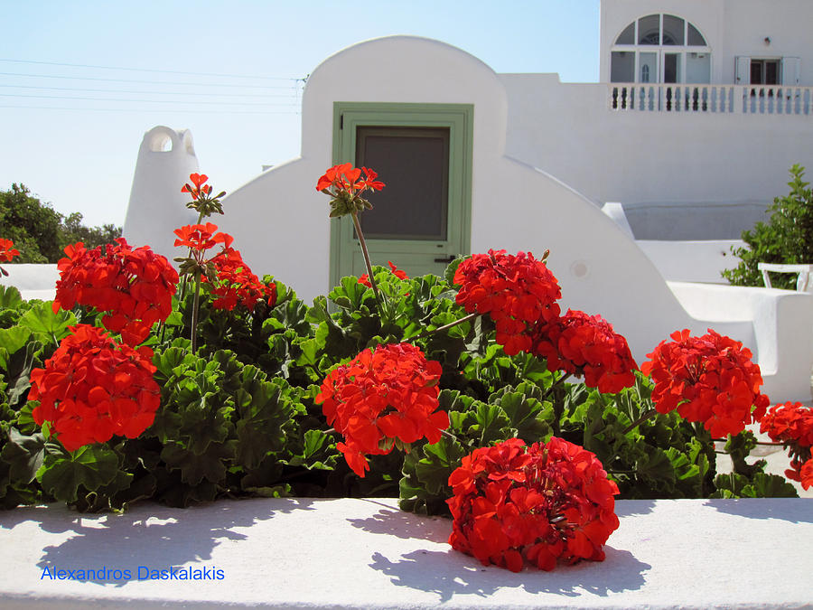 Red Flowers and Santorini Photograph by Alexandros Daskalakis