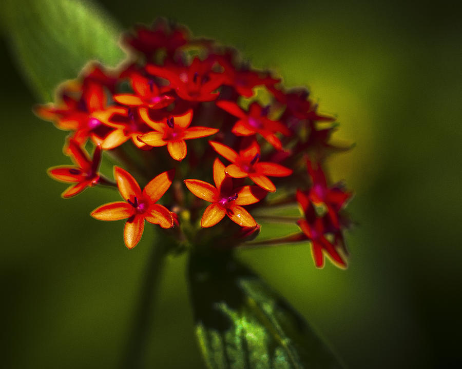 Red Flowers Photograph by Bradley R Youngberg