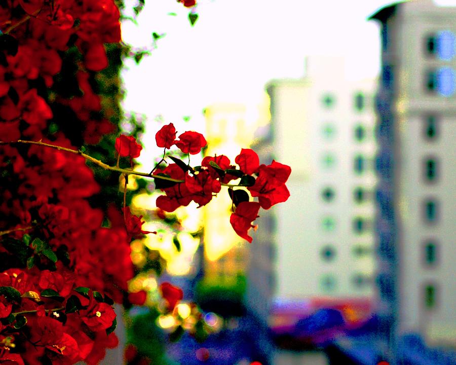 Flower Photograph - Red Flowers Downtown by Matt Quest