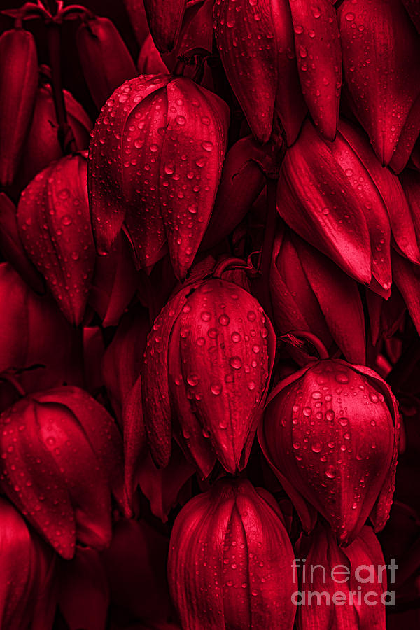 Flower Photograph - Red Flowers by Fabian Roessler