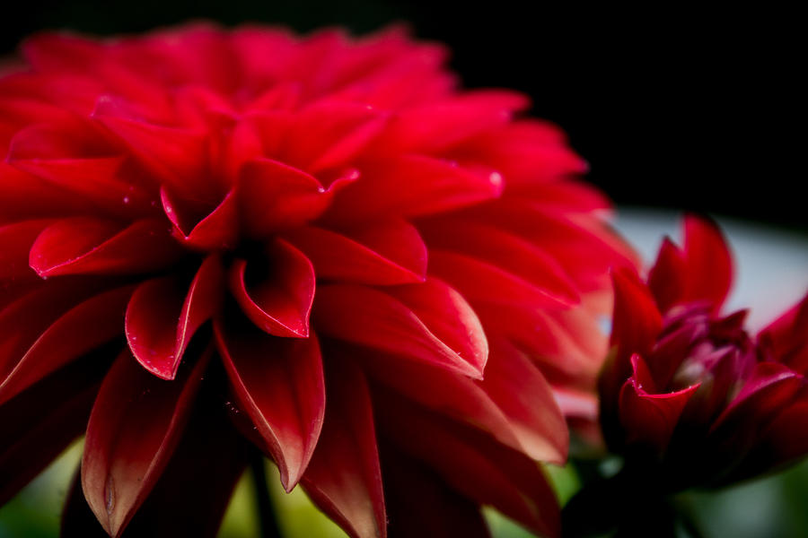 Red Flowers Photograph by Glenn DiPaola