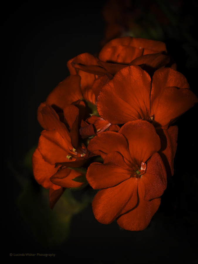 Red Flowers in Evening Light Photograph by Lucinda Walter