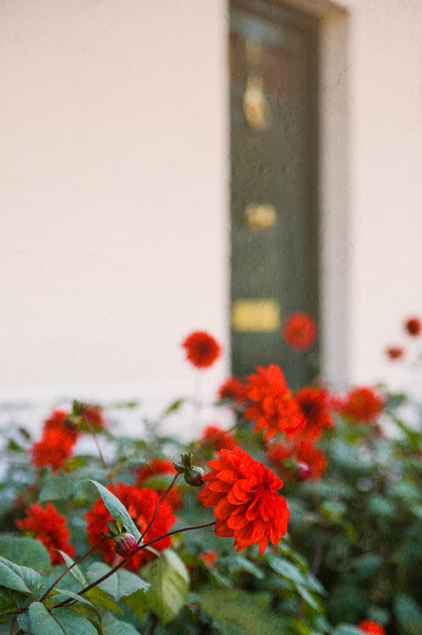 Red Flowers Photograph by Mark Llewellyn