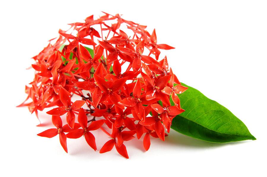 Red Flowers With Green Leaf Photograph
