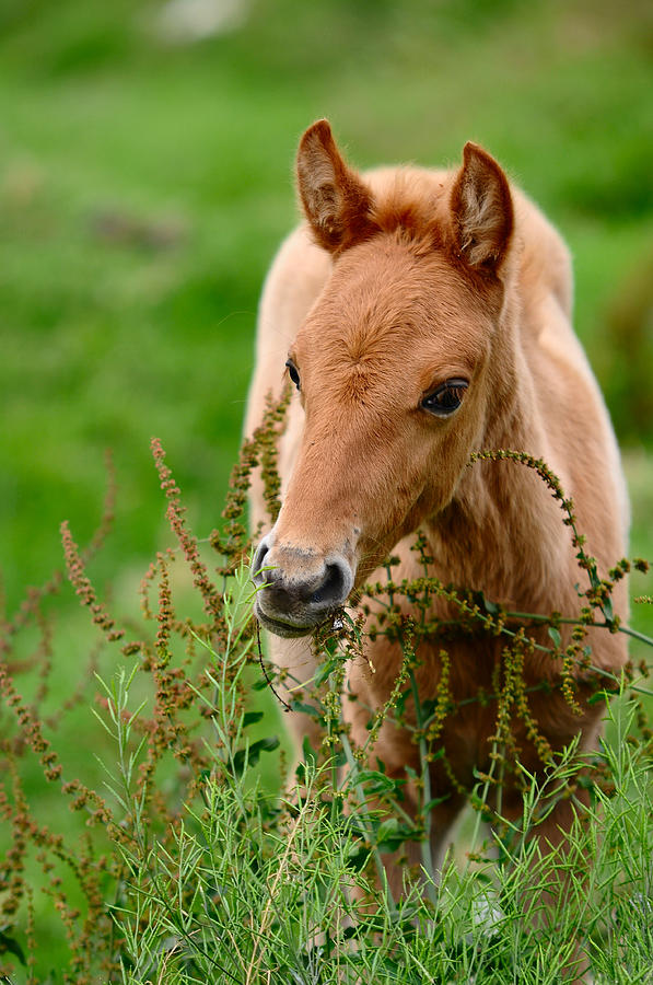 Nature Photograph - Red Foal. Beautiful Eyes by Jenny Rainbow