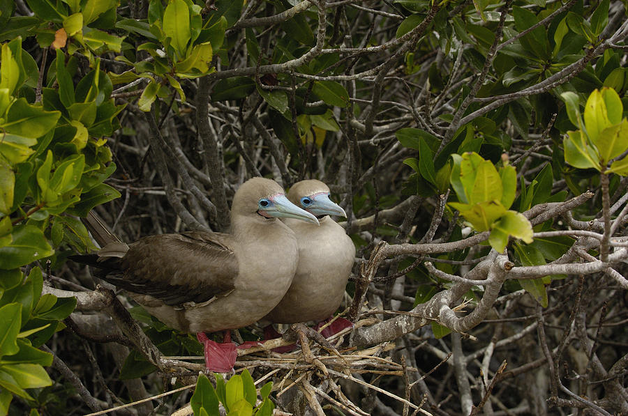 Red-footed Boobies Nesting Galapagos Photograph by Pete Oxford