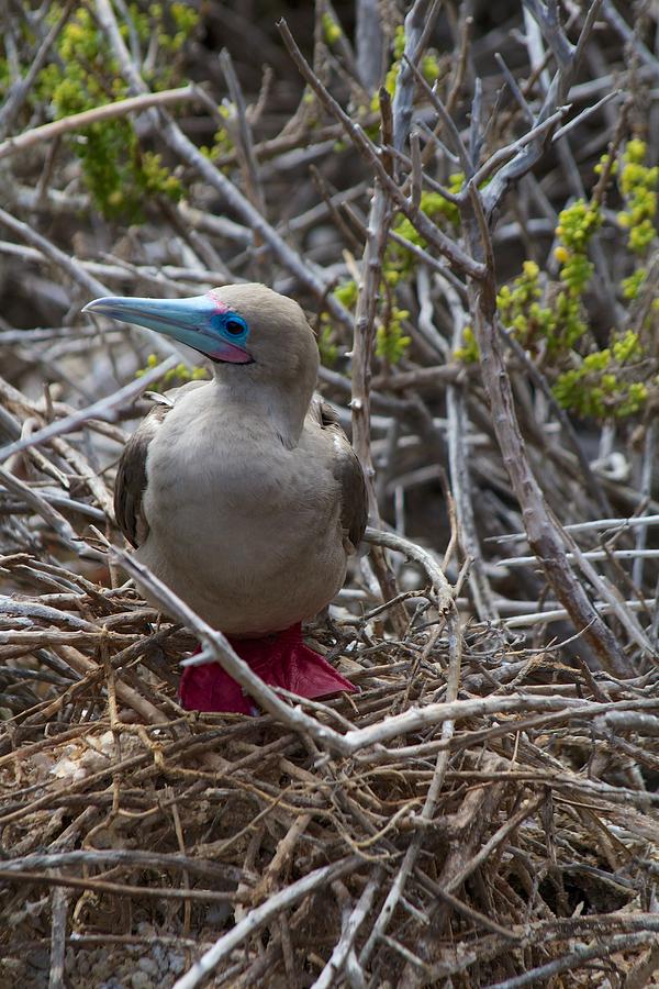 Red Footed Booby 2 Photograph by Allan Morrison