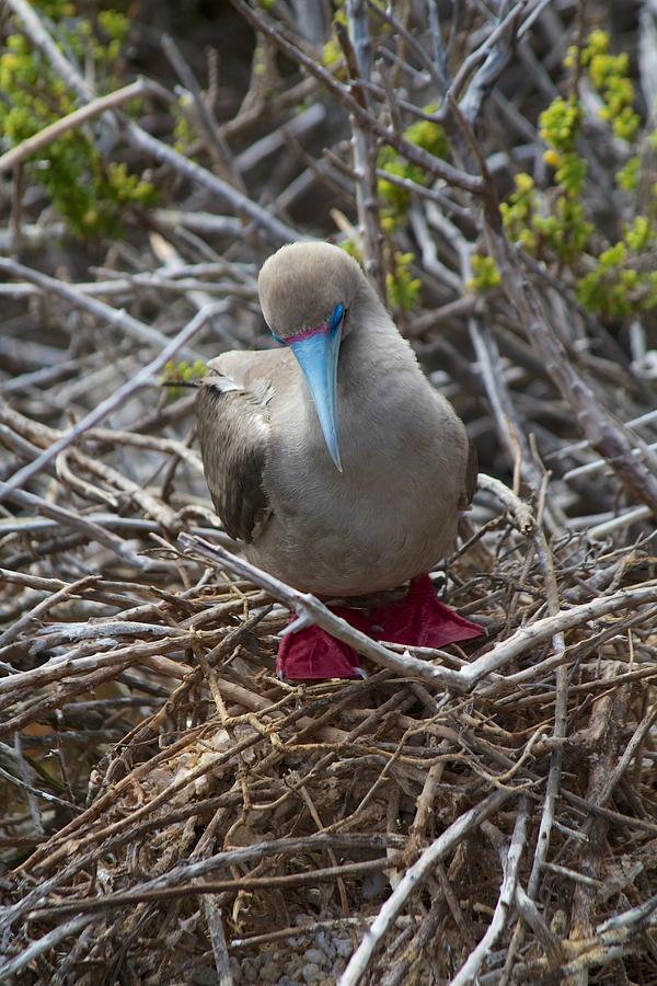 Red Footed Booby Photograph by Allan Morrison