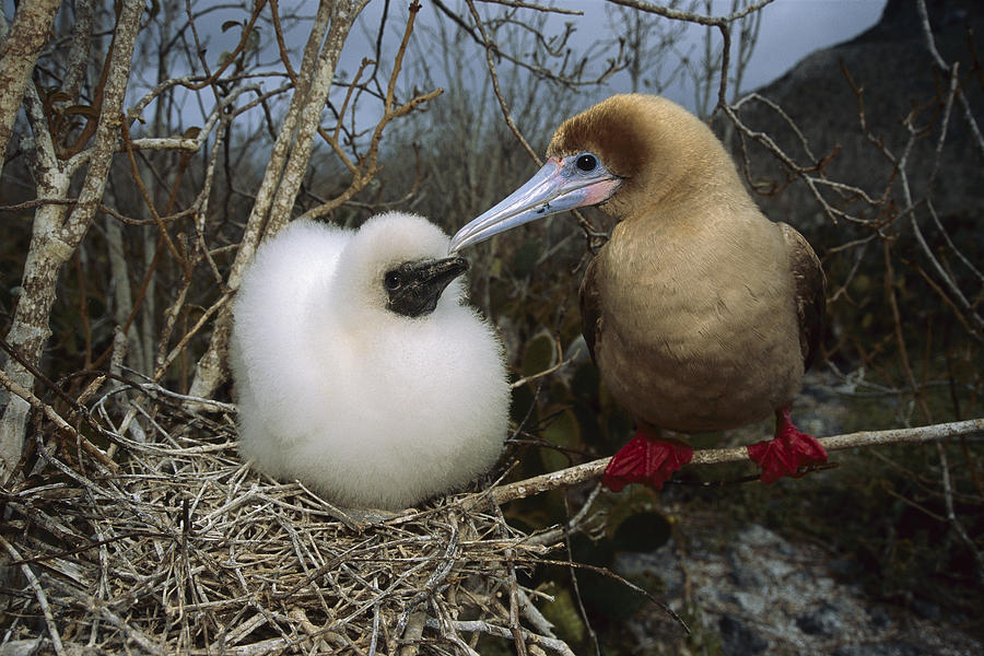 Red-footed Booby And Chick Galapagos Photograph by Tui De Roy