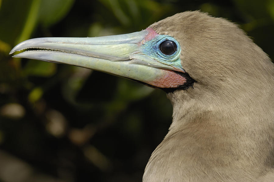 Animal Photograph - Red-footed Booby Close Up Galapagos by Pete Oxford