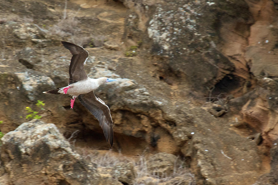 Red-footed Booby Photograph by David Beebe